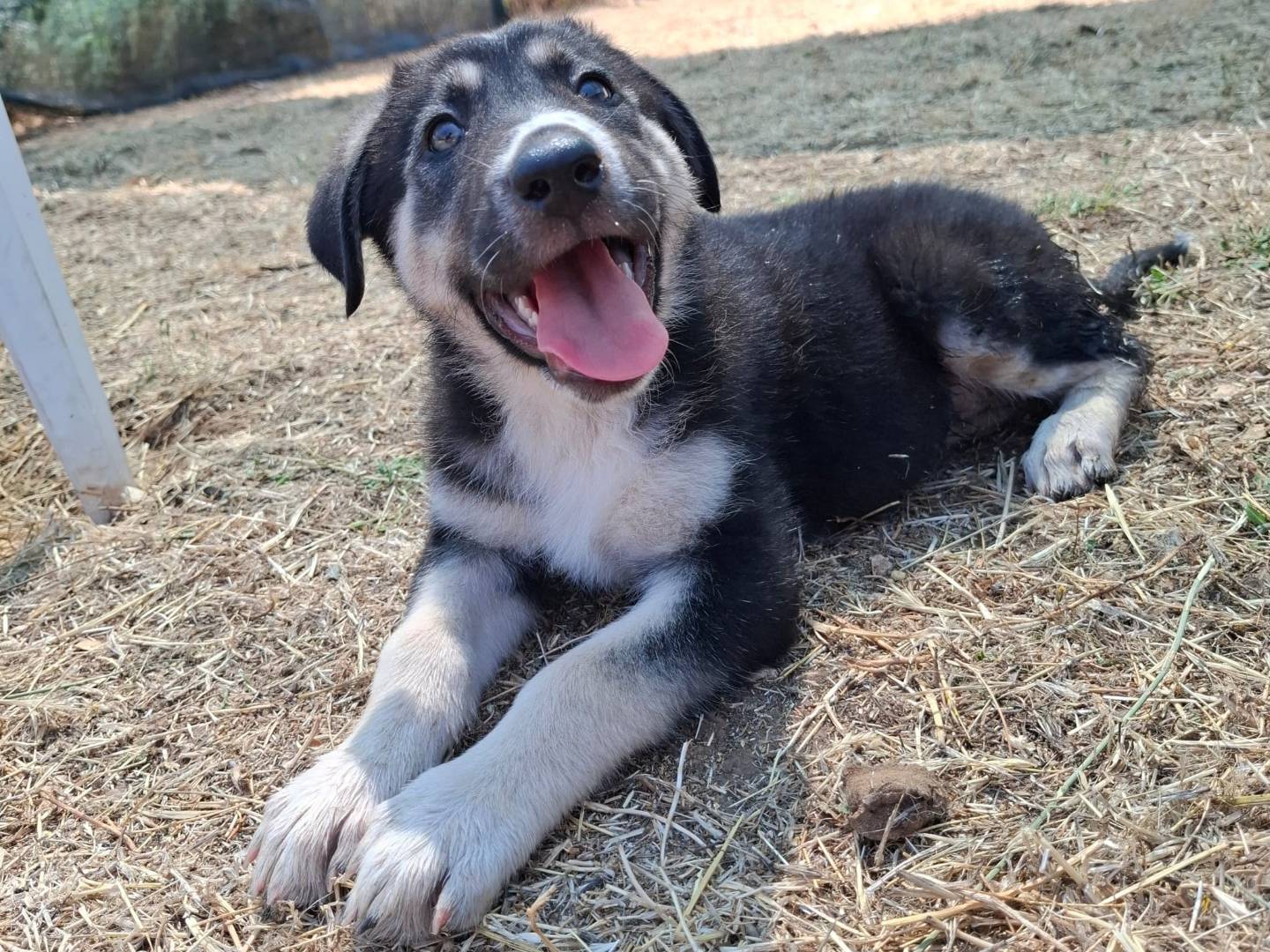 Adozione cane, femmina, Razza sconosciuta Razza sconosciuta, 1 mesi, taglia grande, Modena