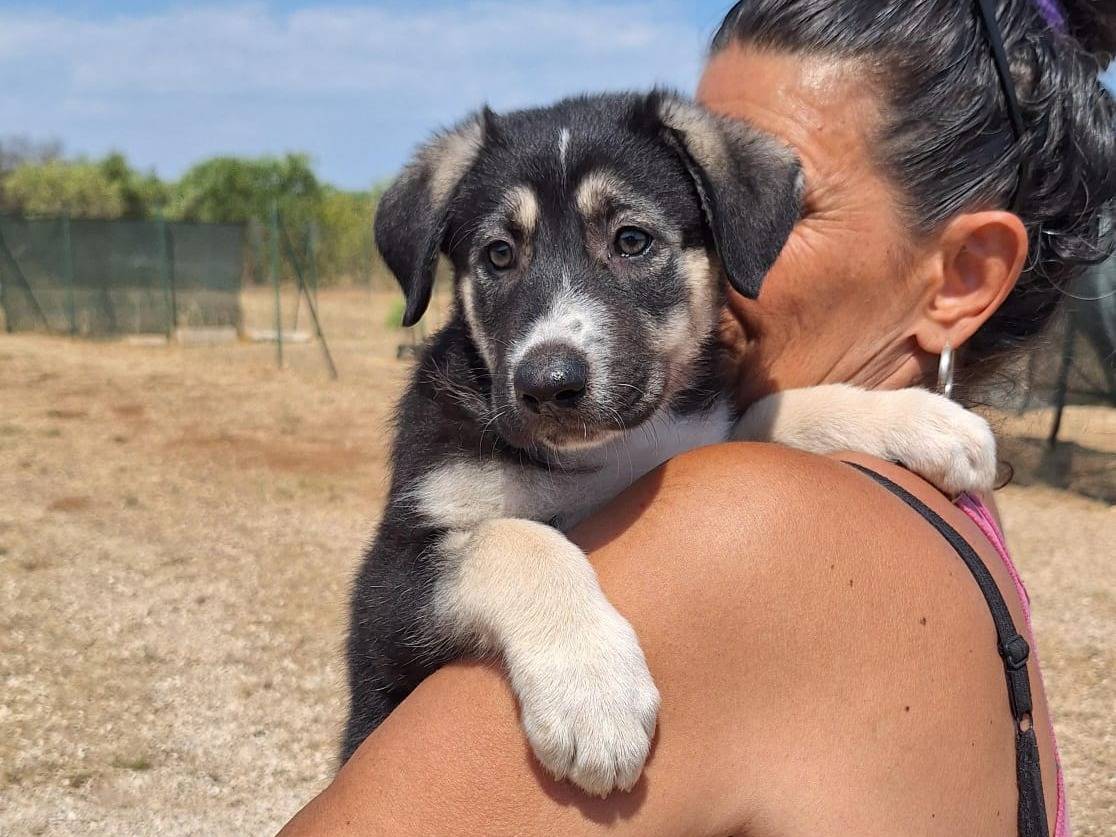 Adotta un cane, femmina, 1 mesi, Modena