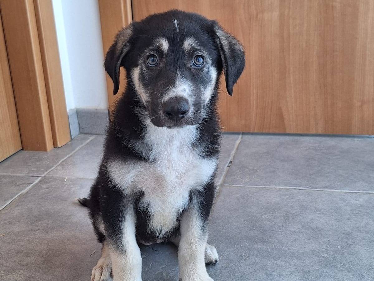 Adotta un cane, taglia grande, femmina, Modena