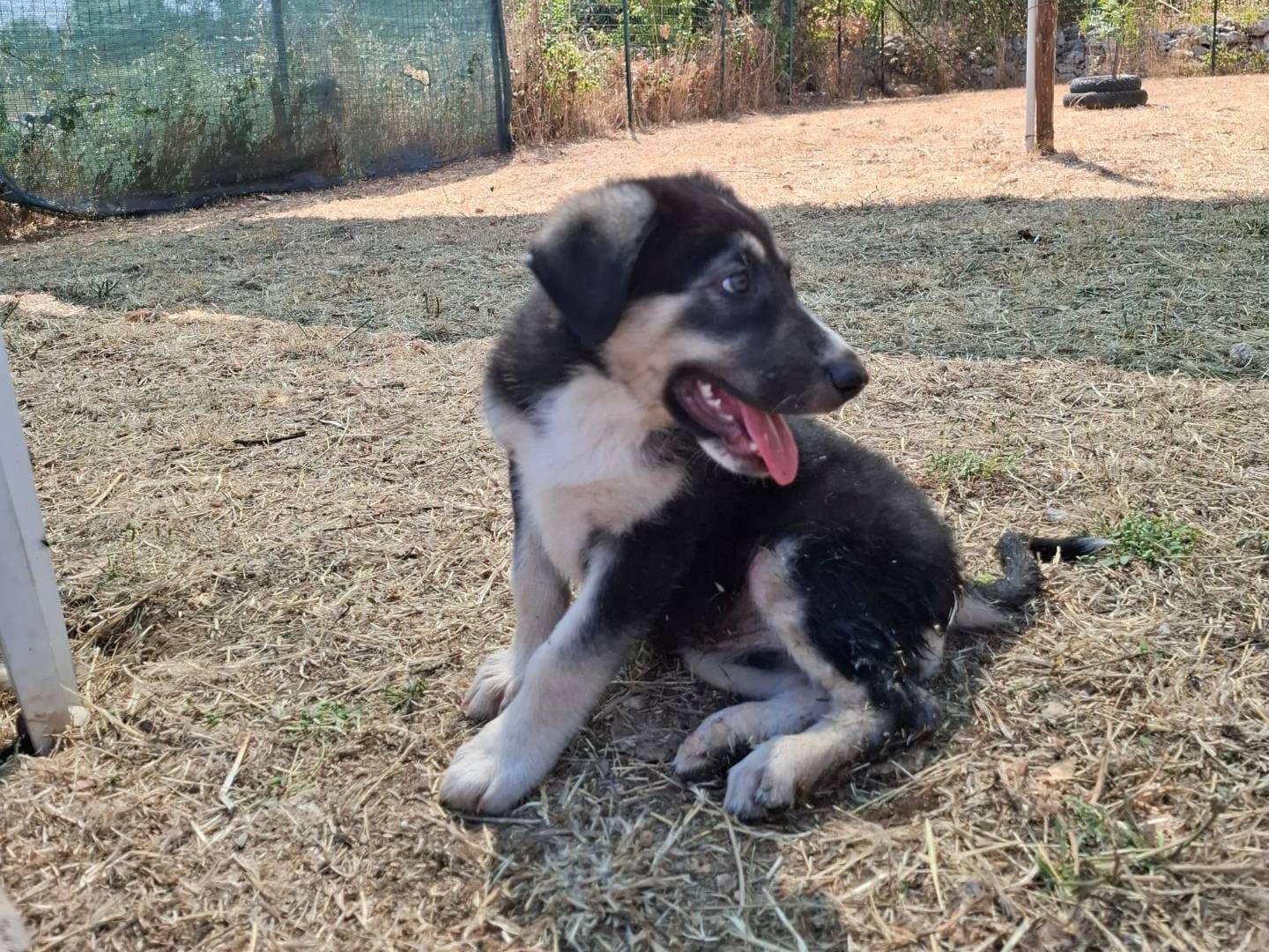 Vuoi adottare un cane a Modena?