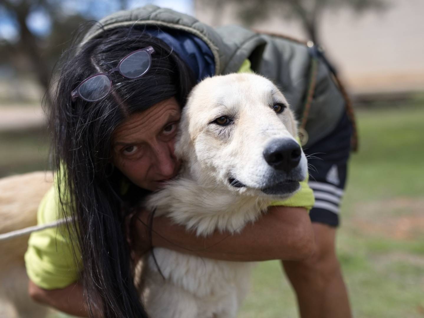 Adozione cane, maschio, Razza sconosciuta Razza sconosciuta, 2 anni e 11 mesi, taglia grande, Genova