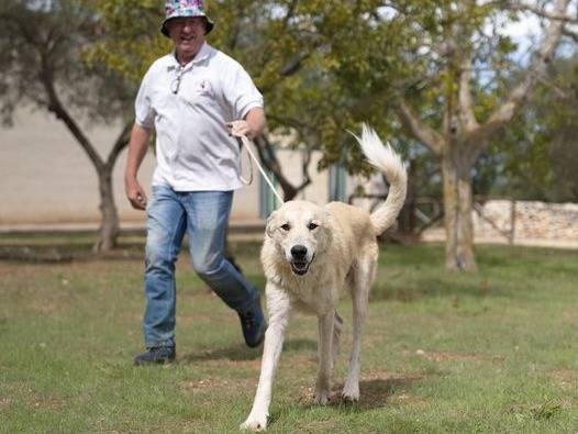 Adotta un cane, maschio, 2 anni e 11 mesi, Genova