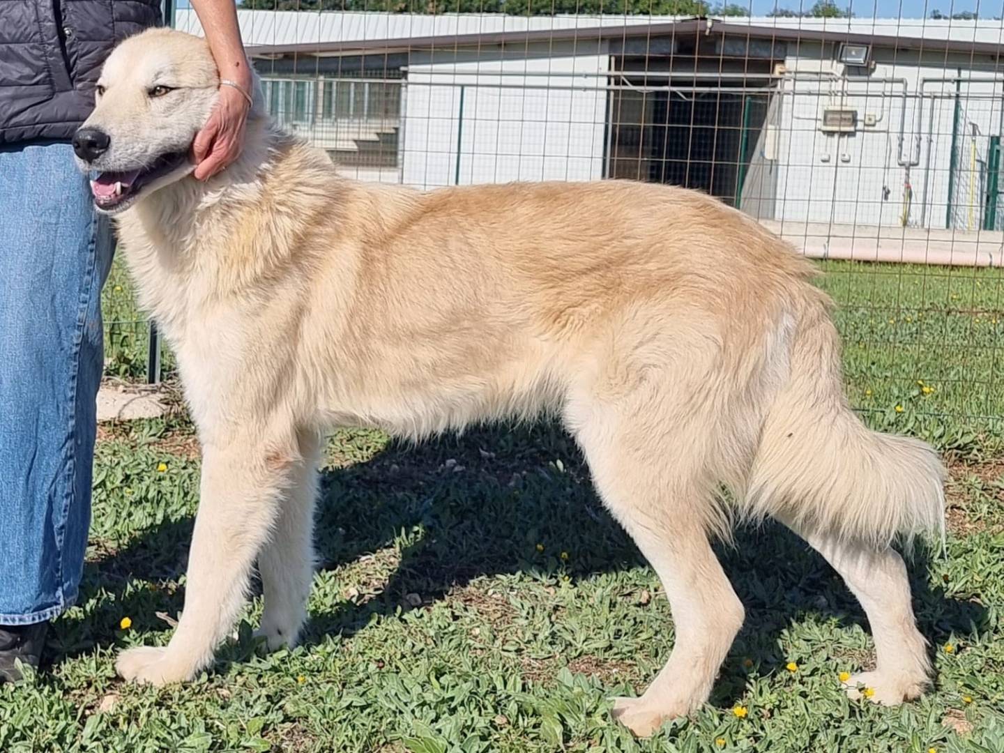 Adotta un cane, taglia grande, maschio, Genova