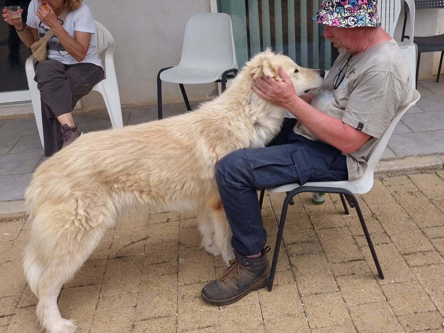 Vuoi adottare un cane a Genova?