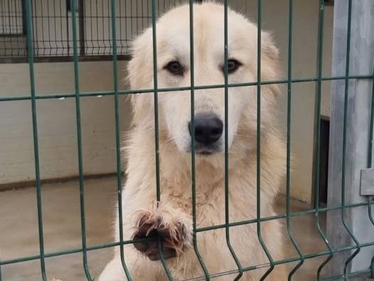 Adotta il cane Patrick a Genova