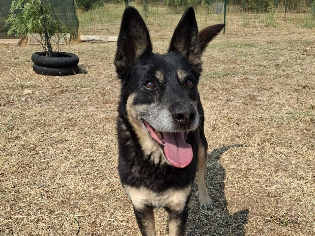 Adozione cane, femmina, Razza sconosciuta Razza sconosciuta, 10 anni e 10 mesi, taglia media, Firenze