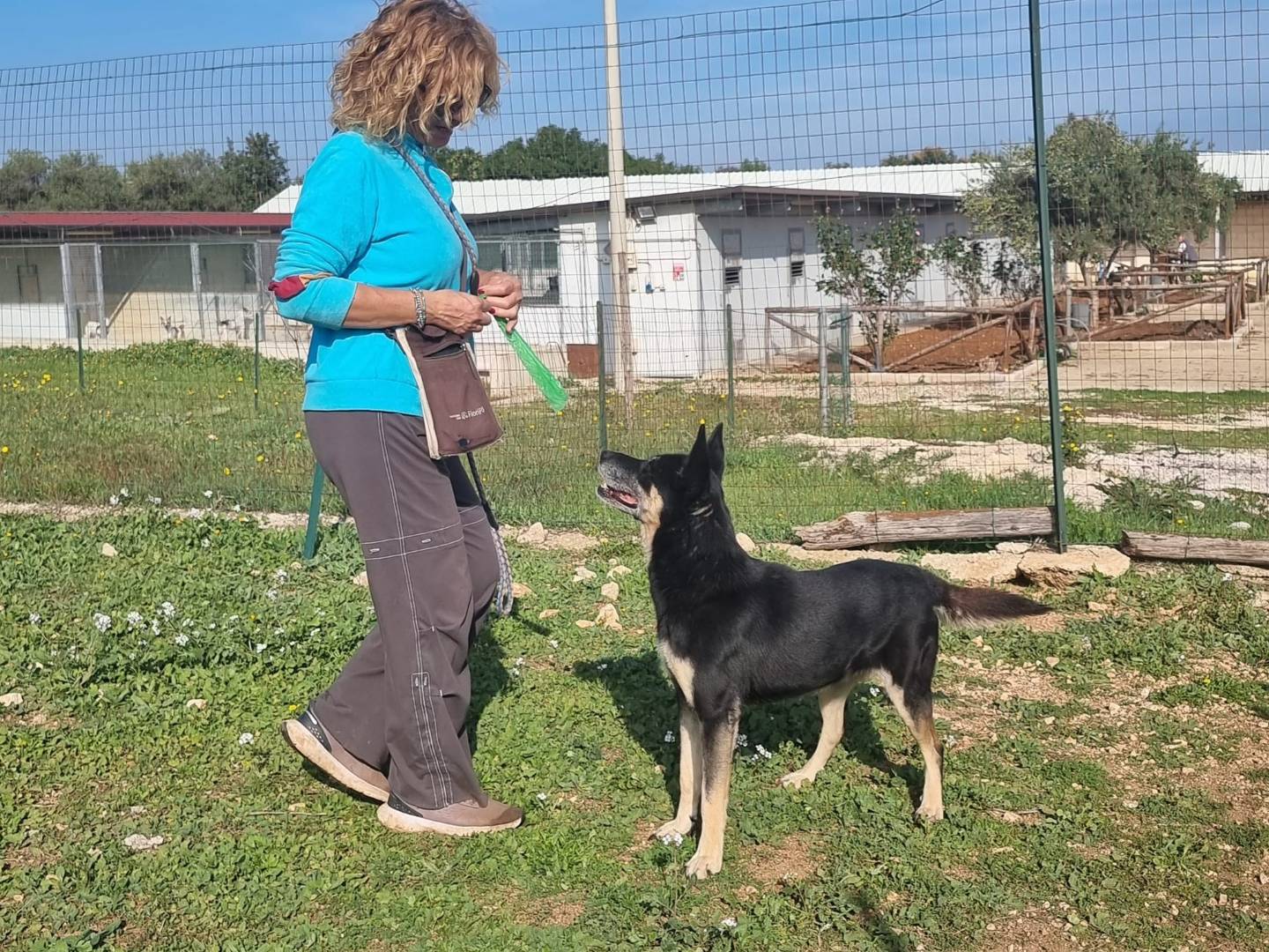 Adotta un cane, femmina, 10 anni e 10 mesi, Firenze