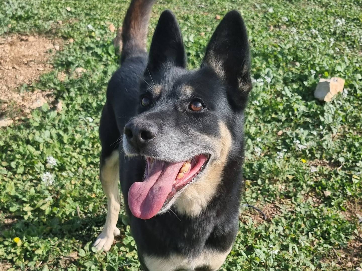 Adotta un cane, taglia media, femmina, Firenze