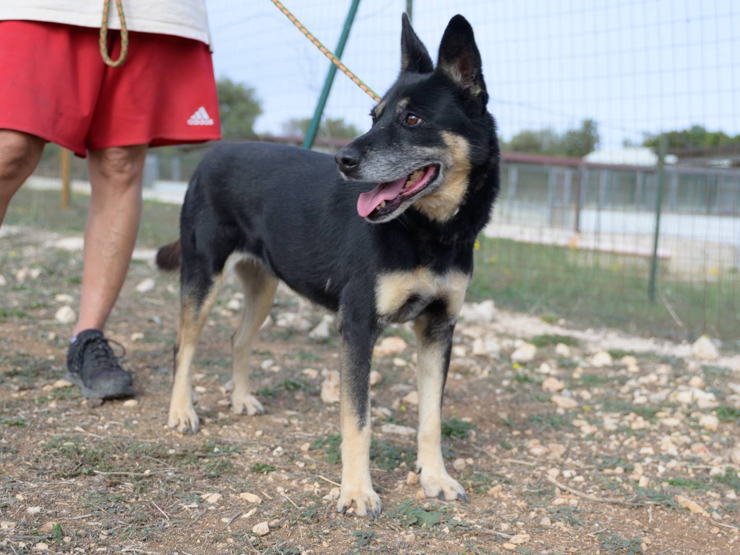 Adotta il cane Tappina a Firenze
