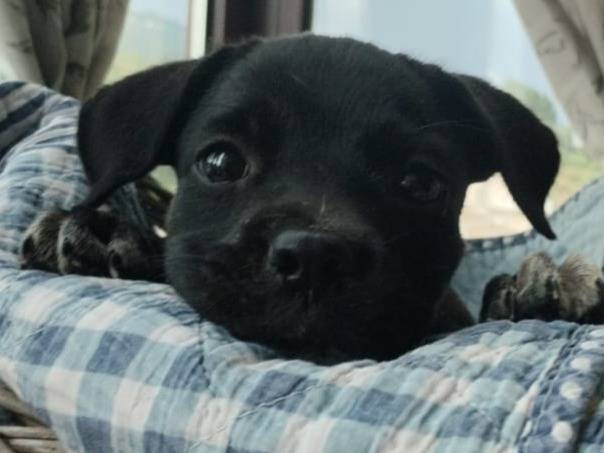 Adozione cane, femmina, Razza sconosciuta Razza sconosciuta, 1 mesi, taglia media contenuta, Varese