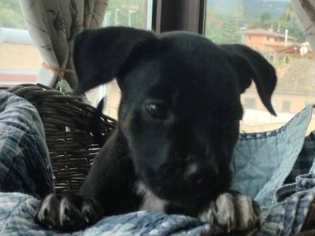 Adotta un cane, femmina, 1 mesi, Varese