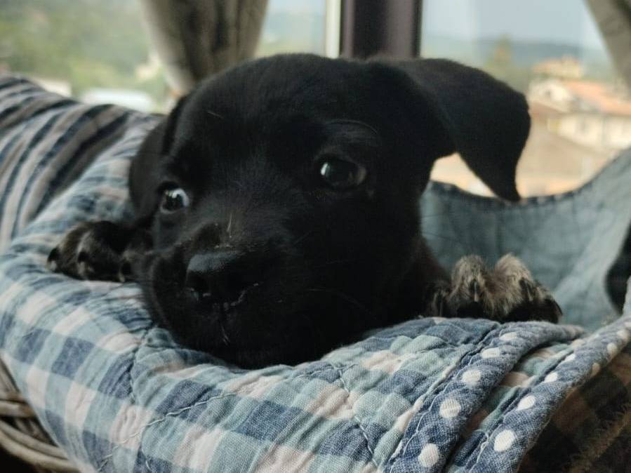 Adotta un cane, taglia media contenuta, femmina, Varese