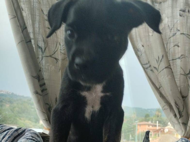 Vuoi adottare un cane a Varese?