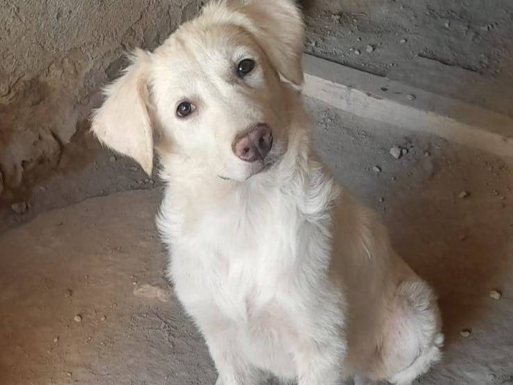 Adozione cane, femmina, Labrador Retriever Golden Retriever, 3 mesi, taglia media, Firenze