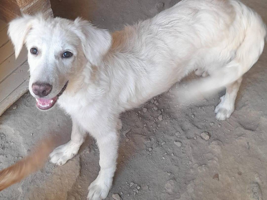 Adotta un cane, femmina, 3 mesi, Firenze