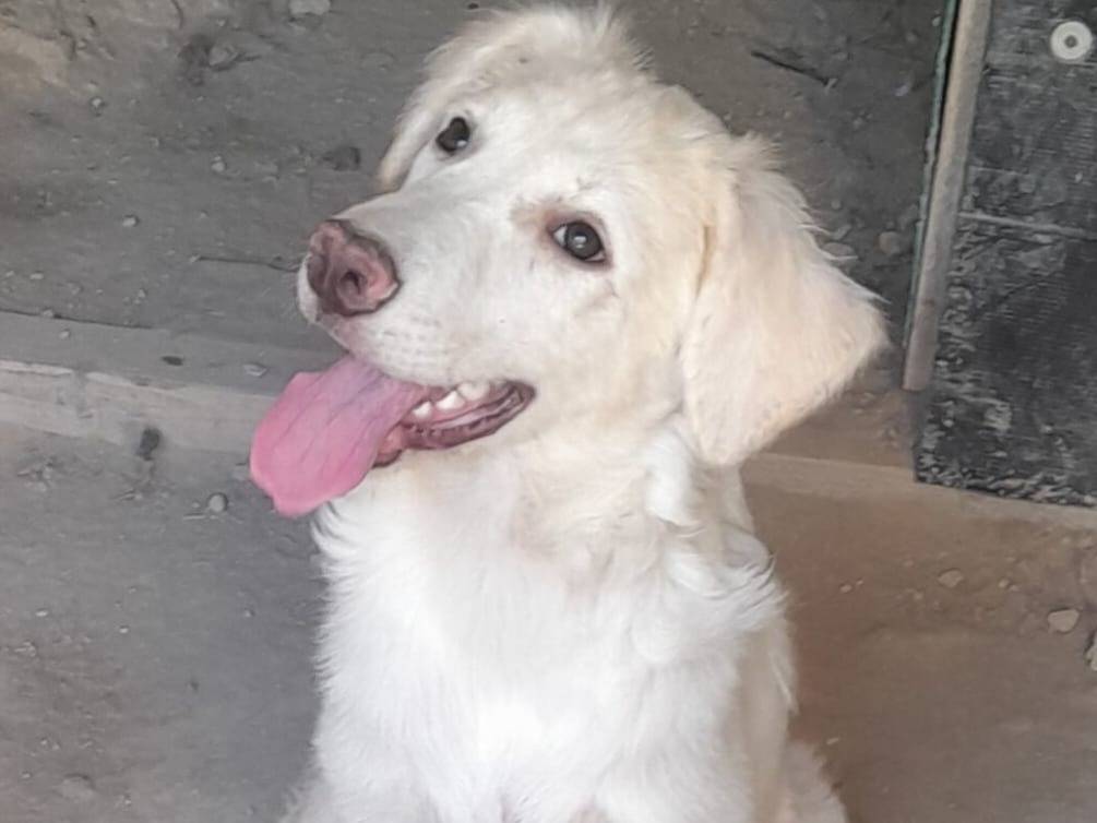 Adotta un cane, taglia media, femmina, Firenze