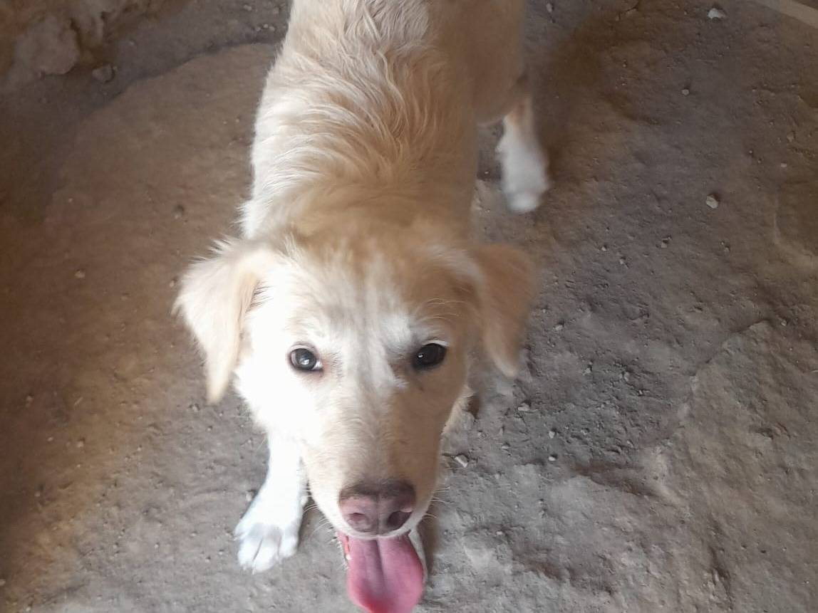 Vuoi adottare un cane a Firenze?