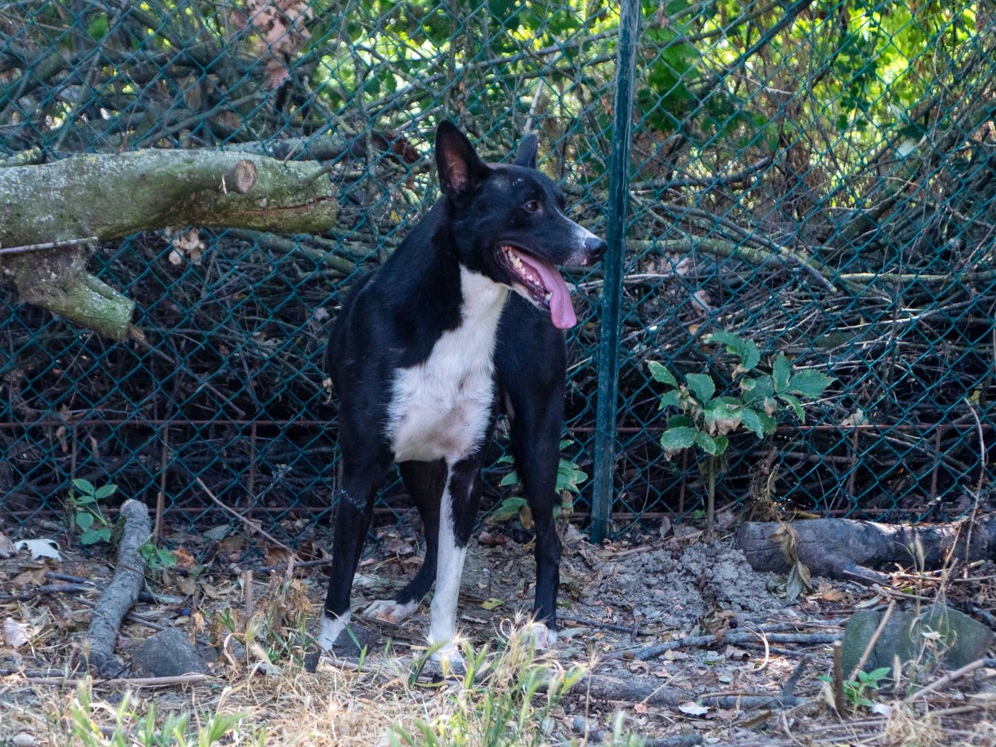 Adotta un cane, maschio, 1 anno e 5 mesi, Bologna