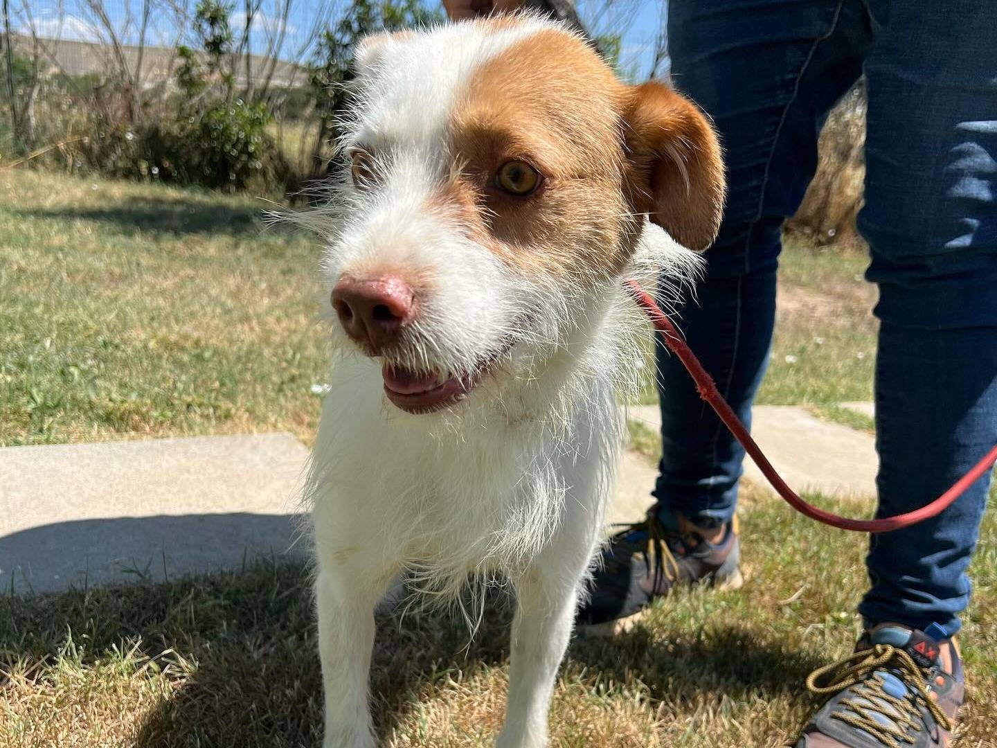 Adozione cane, maschio, Razza sconosciuta Razza sconosciuta, 6 anni e 2 mesi, taglia media contenuta, Matera