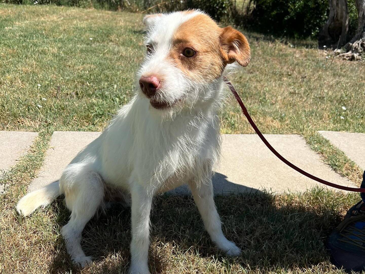Adotta un cane, maschio, 6 anni e 2 mesi, Matera