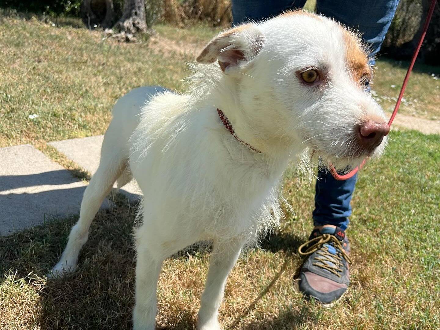 Adotta un cane, taglia media contenuta, maschio, Matera