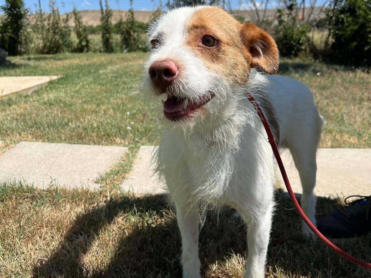 Vuoi adottare un cane a Matera?