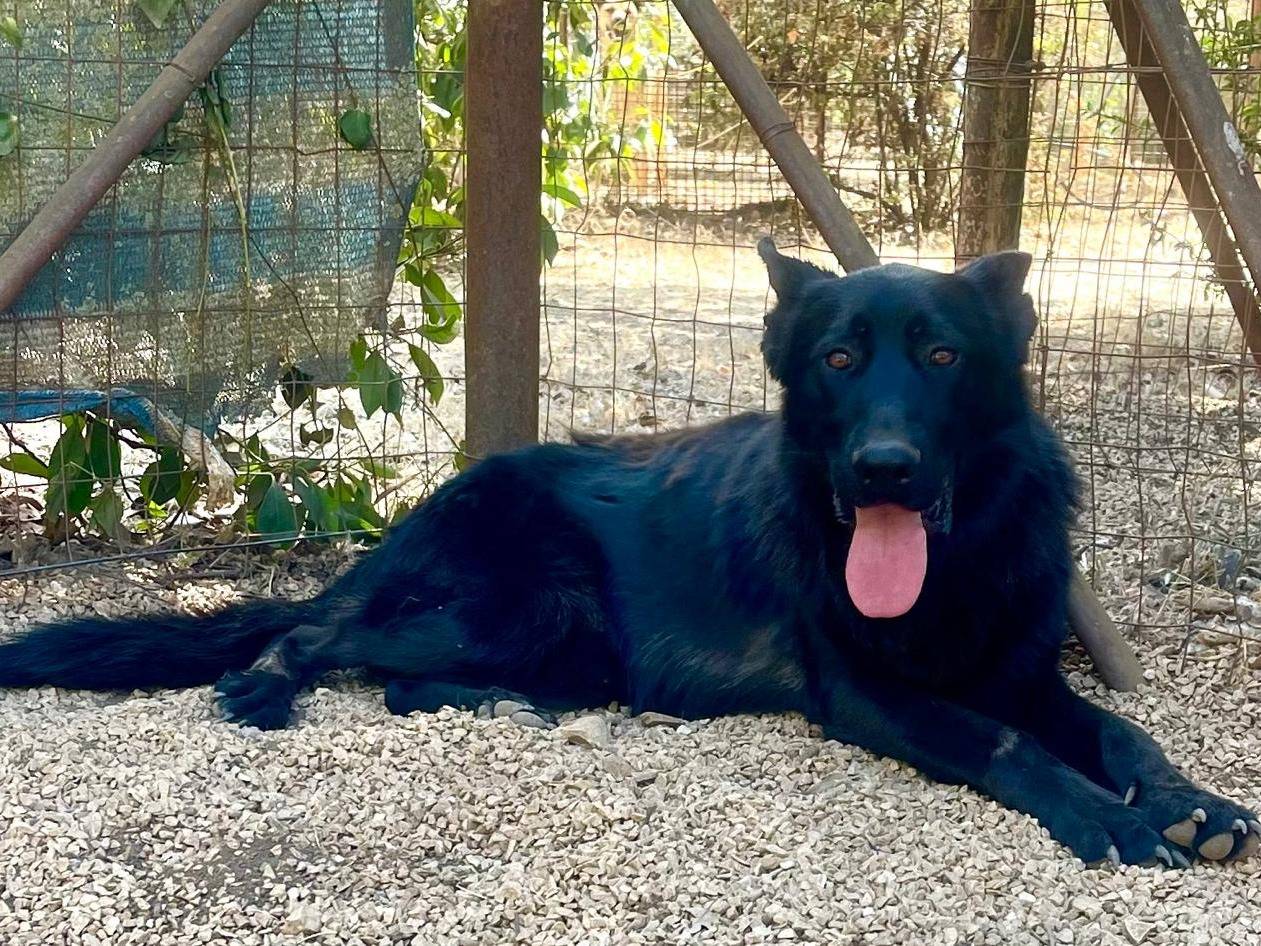 Adozione cane, maschio, Pastore tedesco Razza sconosciuta, 2 anni, taglia grande, Lodi