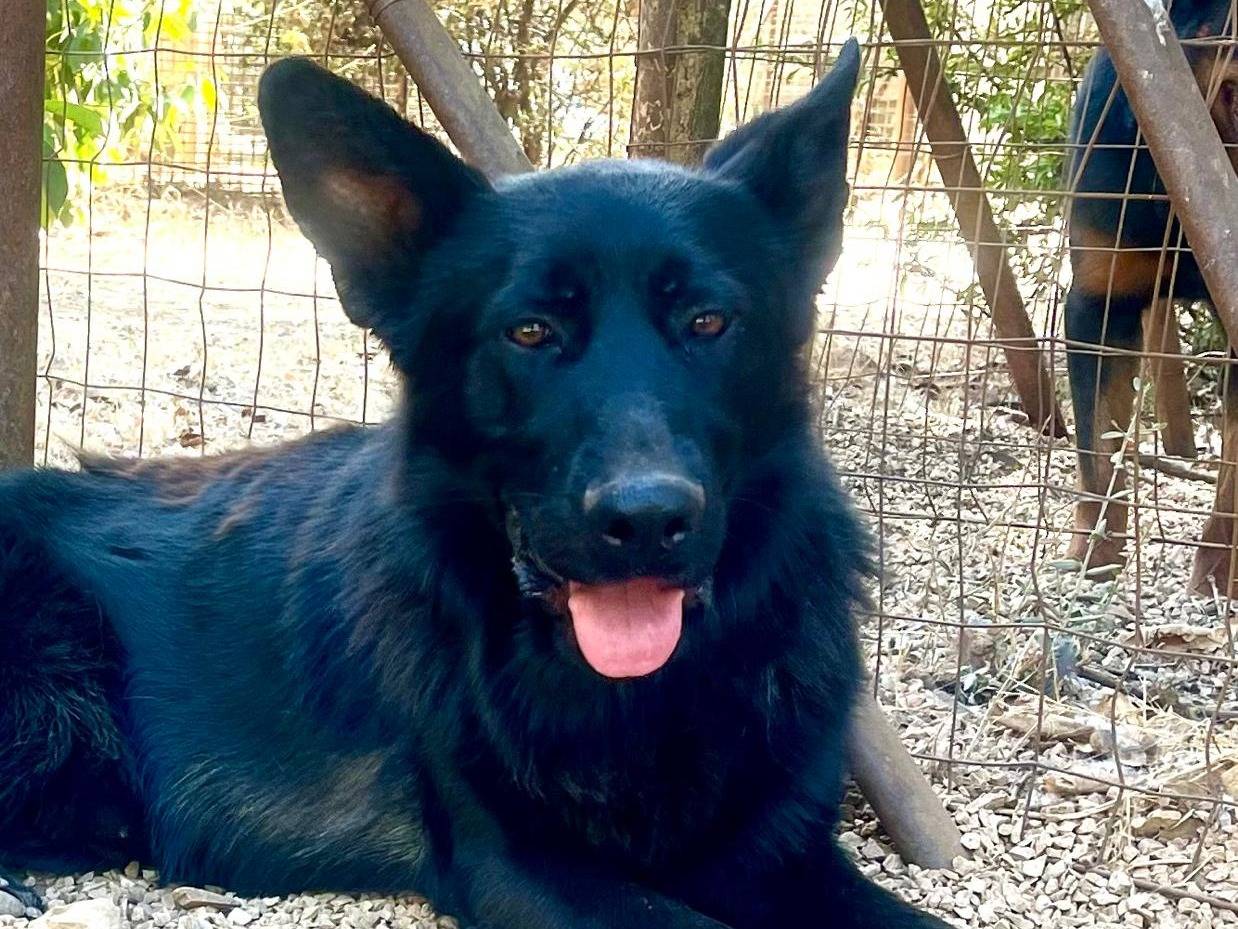 Adotta un cane, maschio, 2 anni, Lodi