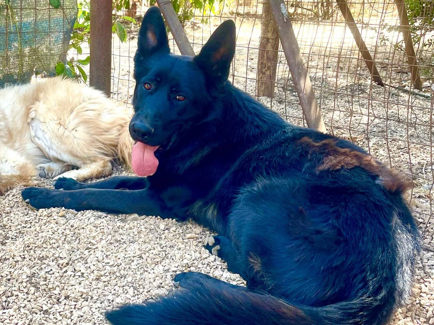 Adotta un cane, taglia grande, maschio, Lodi