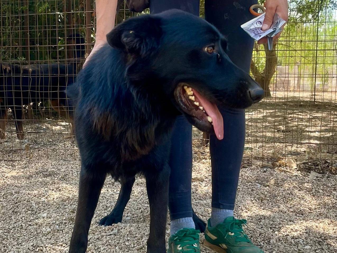 Adotta il cane Ryu a Lodi