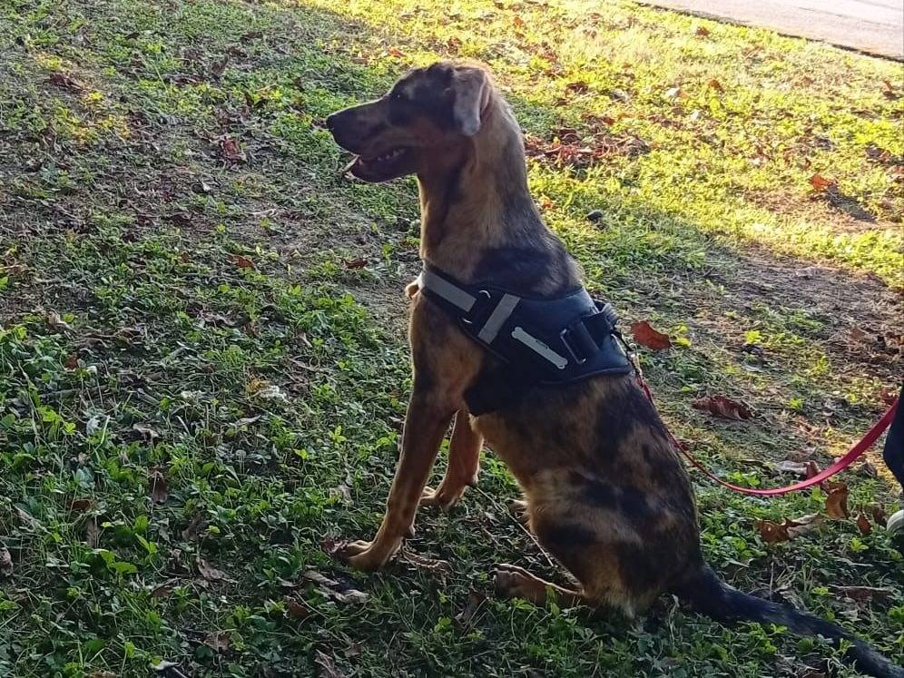 Adozione cane, femmina, Razza sconosciuta Razza sconosciuta, 9 mesi, taglia media contenuta, Verona