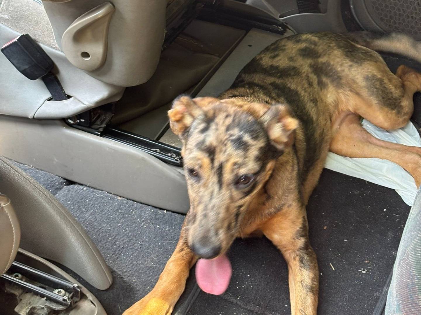 Adotta un cane, femmina, 9 mesi, Verona