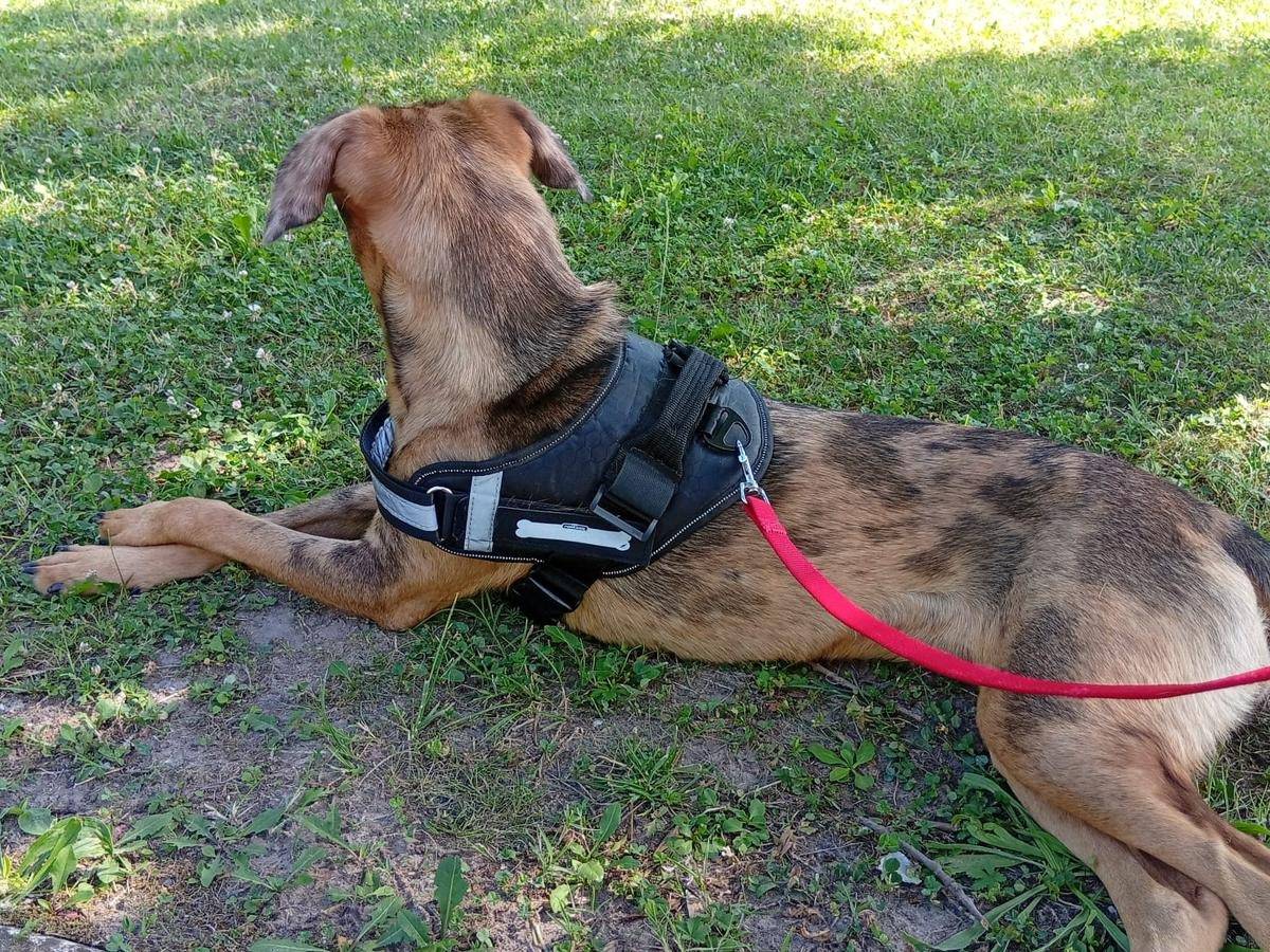 Adotta un cane, taglia media contenuta, femmina, Verona