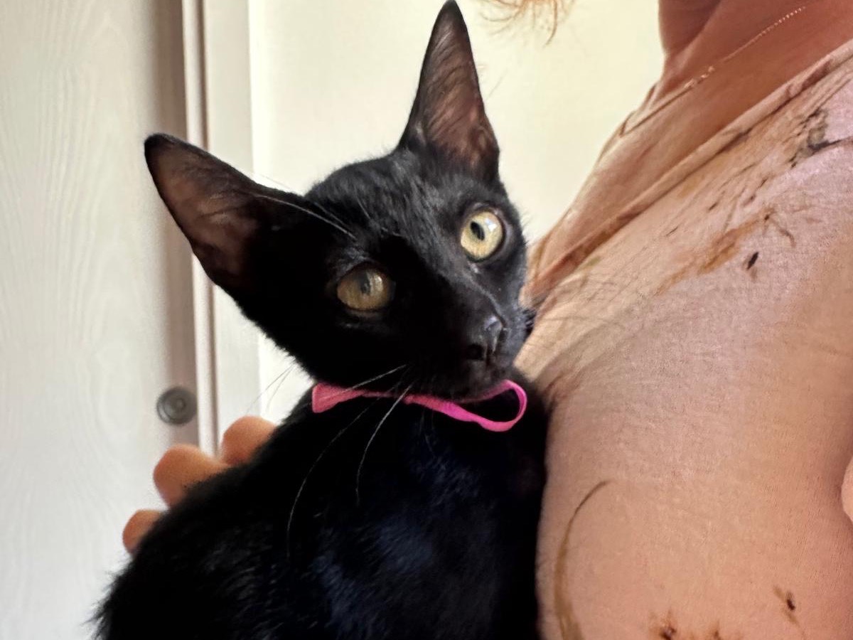 Adozione gatto, femmina, Razza sconosciuta Razza sconosciuta, 3 mesi, taglia non valida, Palermo