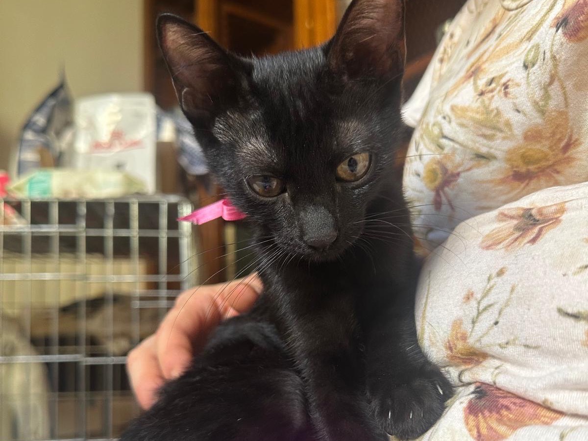 Adotta un gatto, femmina, 3 mesi, Palermo