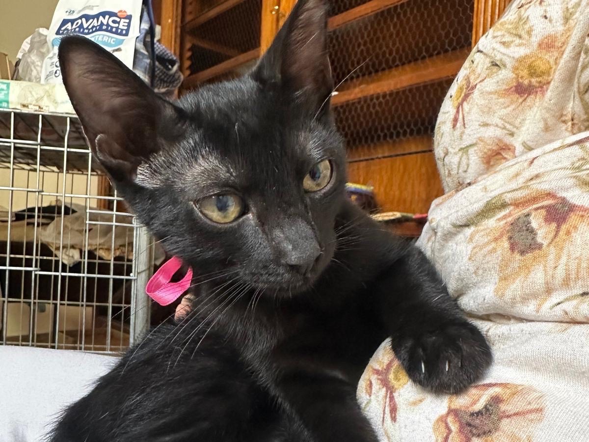 Adotta un gatto, taglia non valida, femmina, Palermo