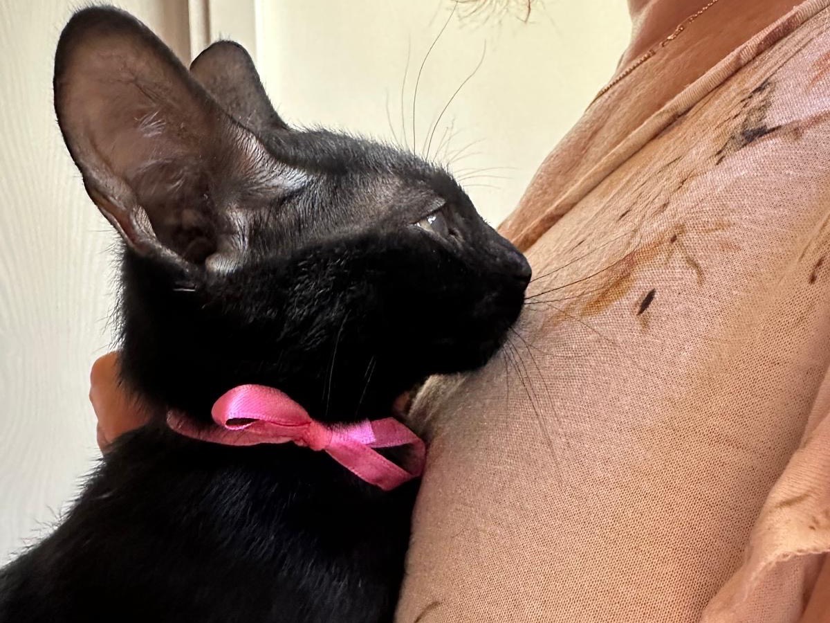 Vuoi adottare un gatto a Palermo?