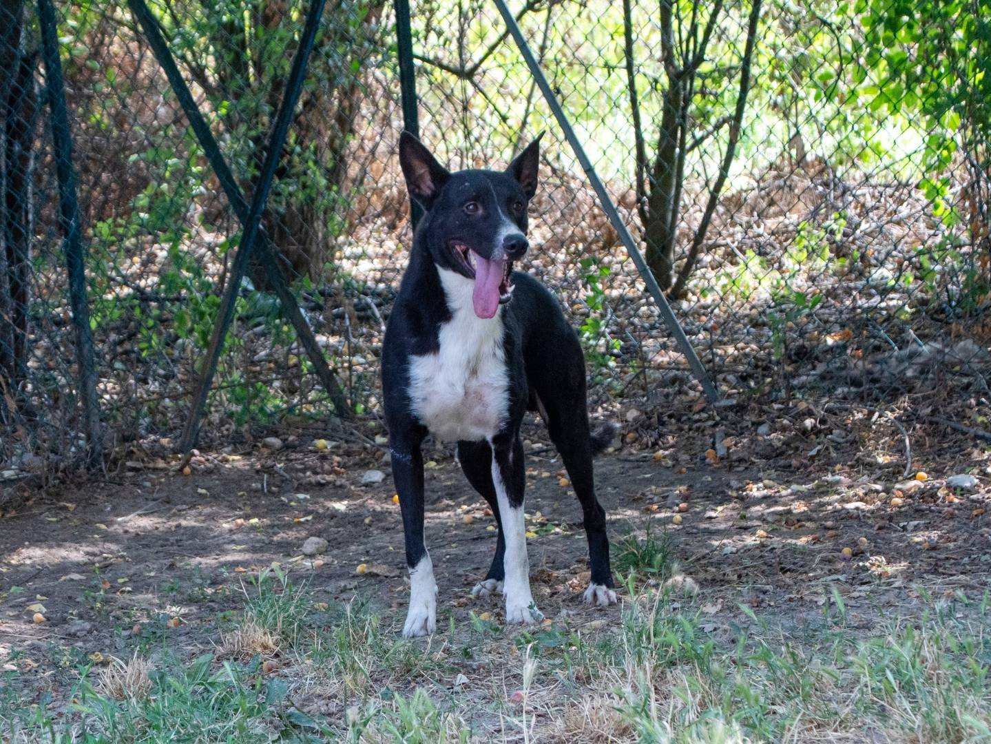 Adozione cane, maschio, Razza sconosciuta Razza sconosciuta, 1 anno e 3 mesi, taglia media, Bologna
