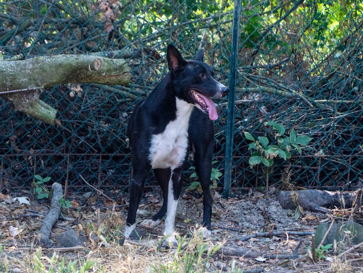 Adotta un cane, maschio, 1 anno e 3 mesi, Bologna