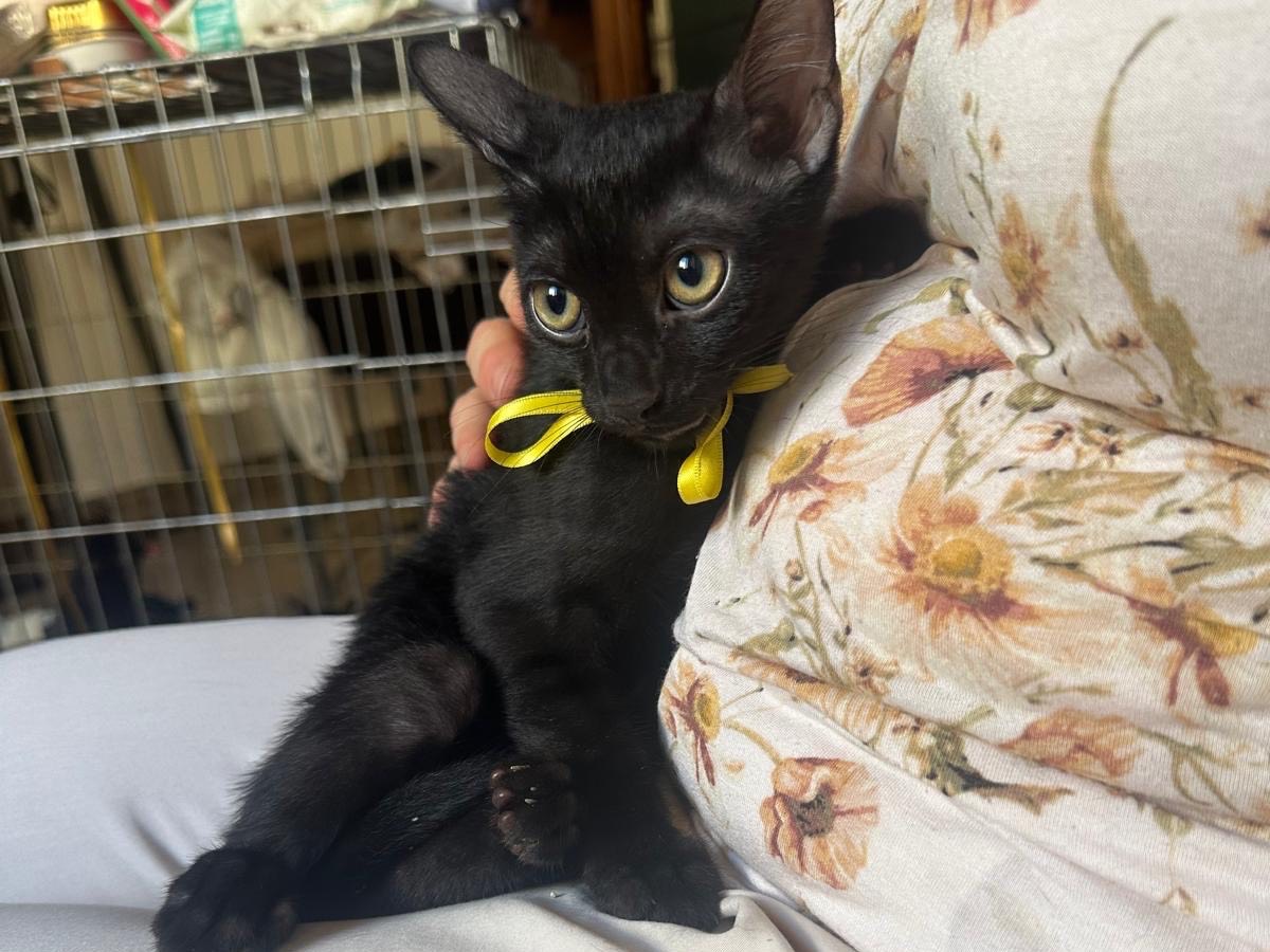 Vuoi adottare un gatto a Palermo?