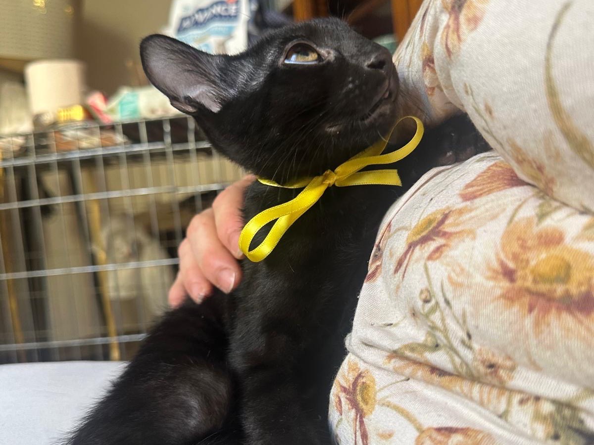 Adotta il gatto Giulietto a Palermo