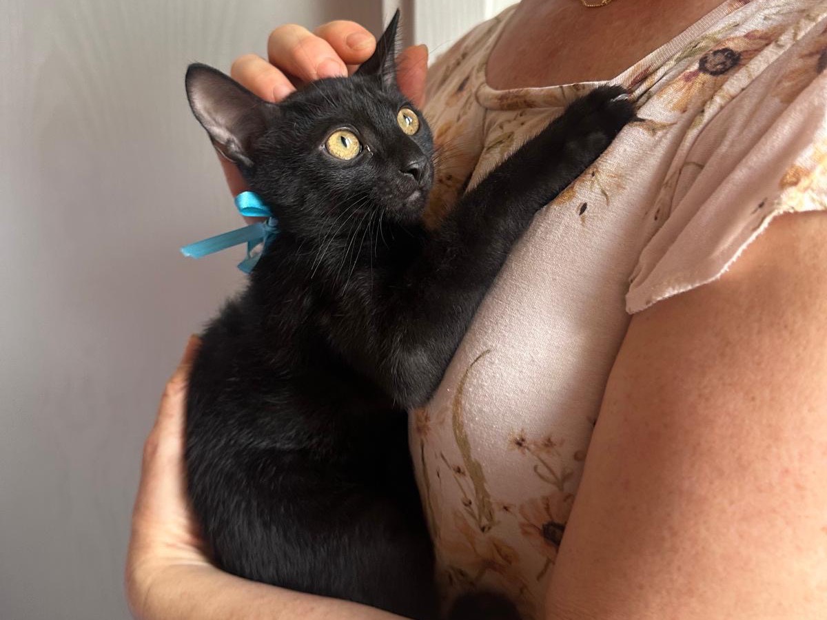Adozione gatto, maschio, Razza sconosciuta Razza sconosciuta, 4 mesi, taglia non valida, Palermo