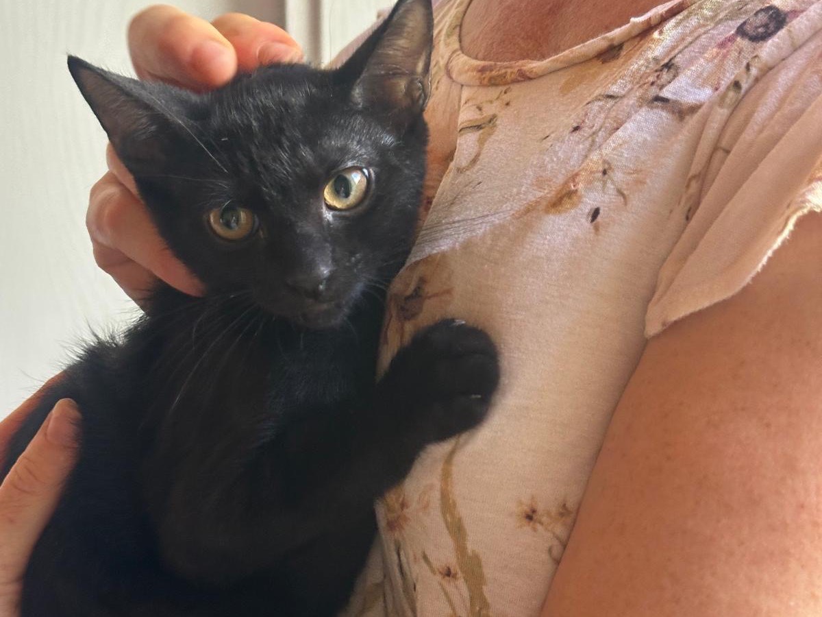 Adotta un gatto, maschio, 4 mesi, Palermo