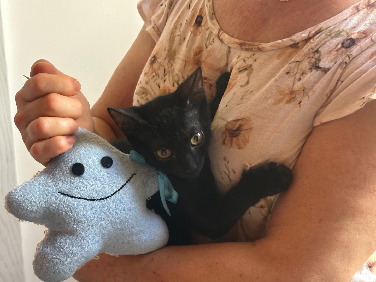 Adotta un gatto, taglia non valida, maschio, Palermo