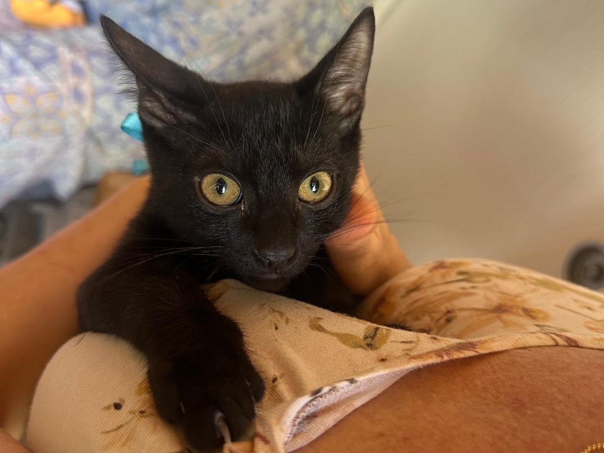 Vuoi adottare un gatto a Palermo?