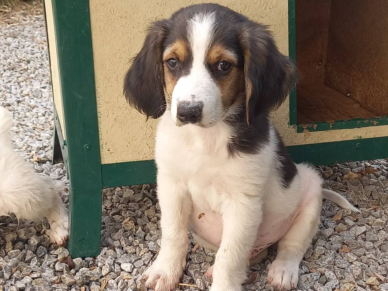 Adozione cane, maschio, Razza sconosciuta Razza sconosciuta, 1 mesi, taglia media, Catanzaro