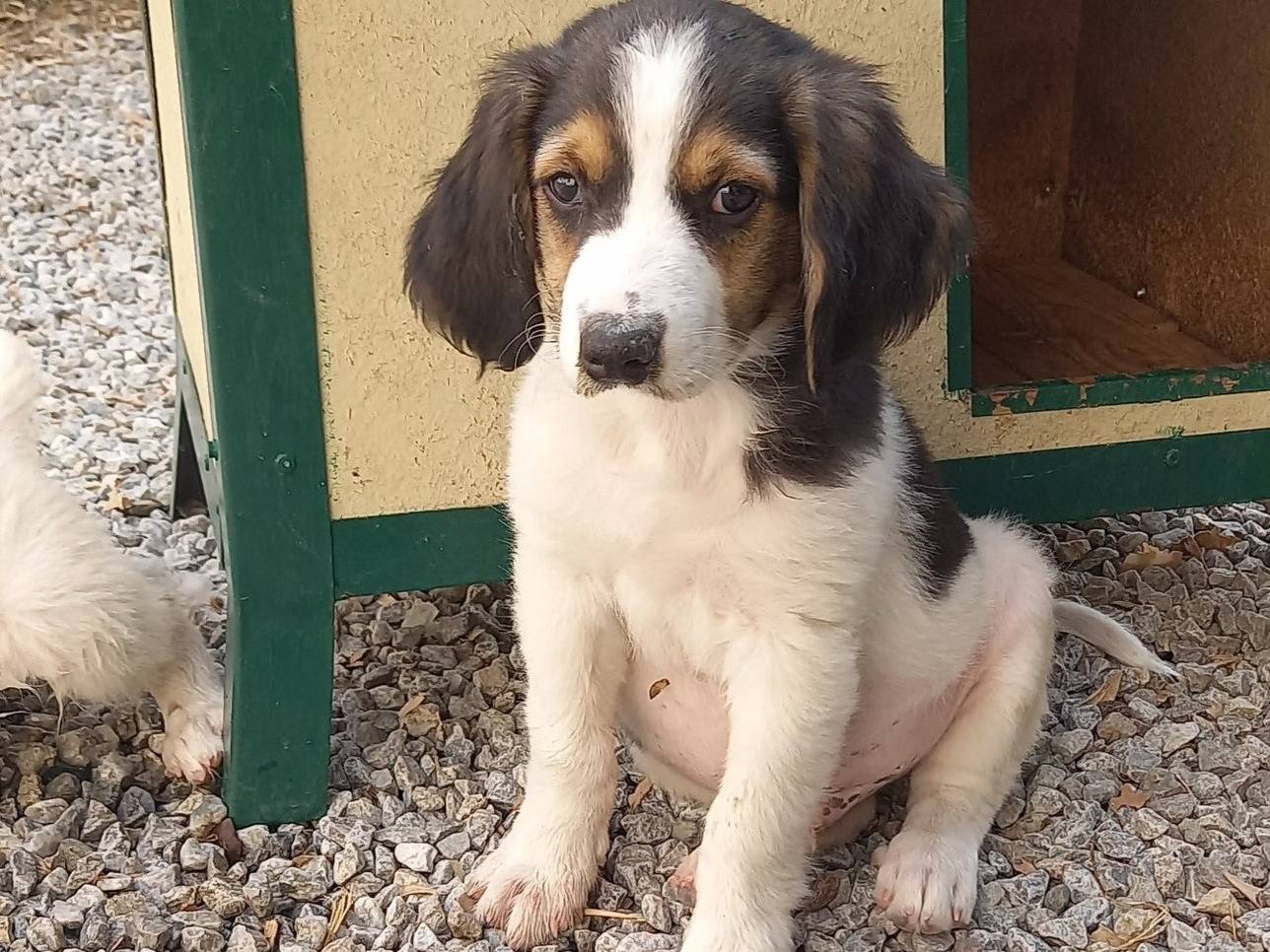 Adotta un cane, maschio, 1 mesi, Catanzaro