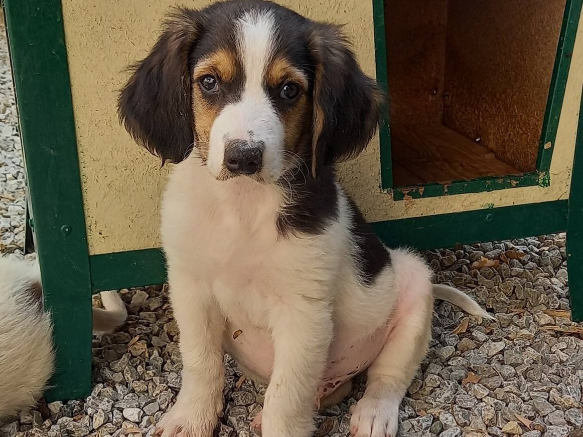 Adotta un cane, taglia media, maschio, Catanzaro