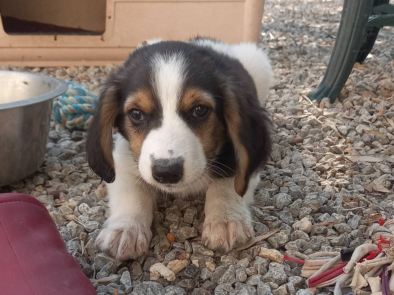 Vuoi adottare un cane a Catanzaro?
