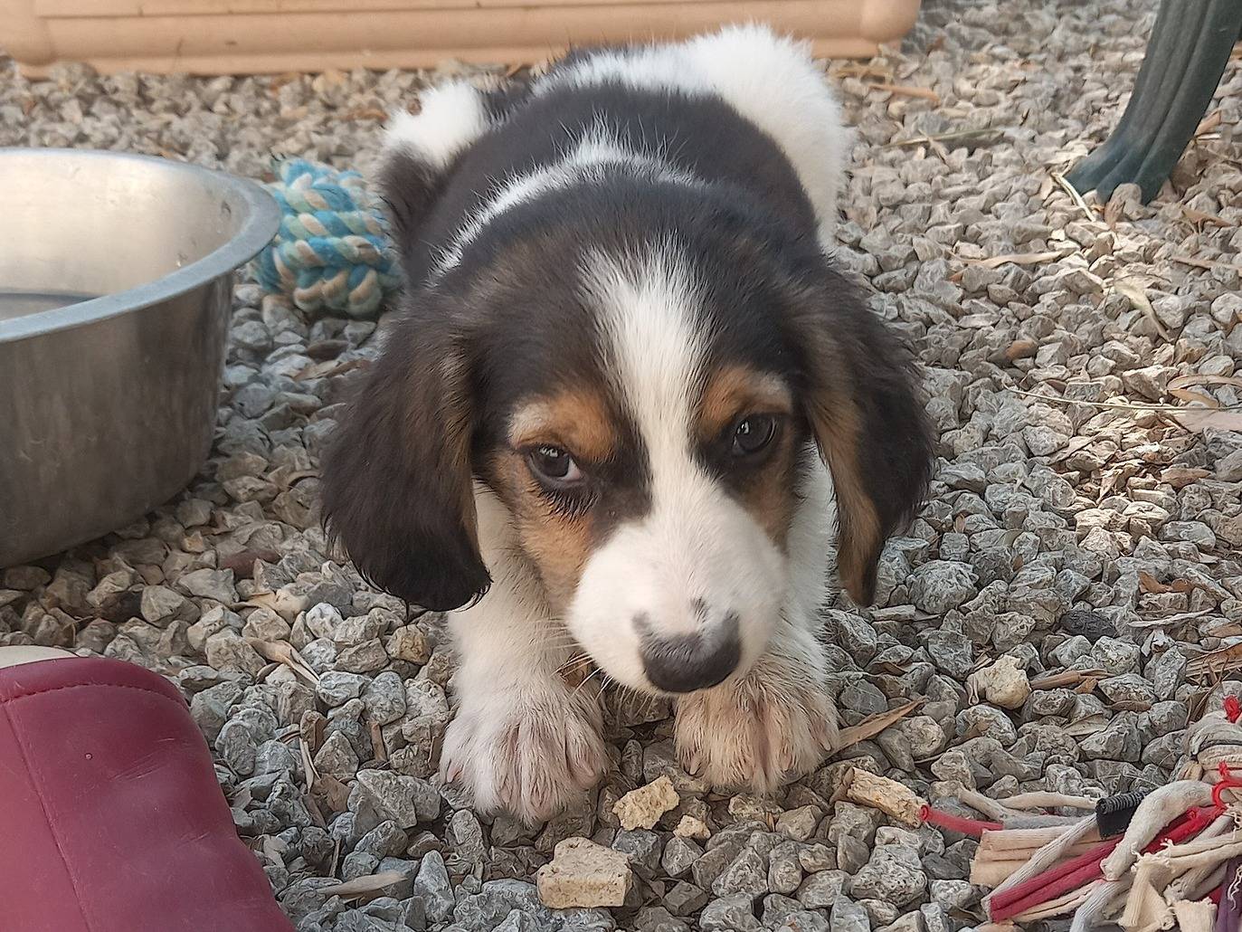 Adotta il cane MAKO a Catanzaro